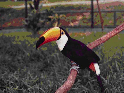 tucano.jpg